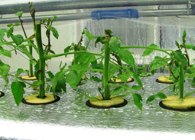 『 【アイコの栽培】ミニ トマト『アイコ』を種から育てる記録 』 について、種から育てた記録を書き記しています。..おっ！葉水が！あれからほぼ1週間、アイコ頑張ってくれています。..