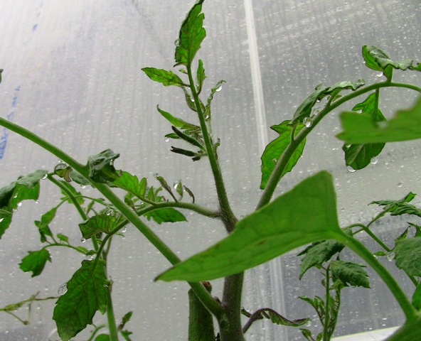 『 【アイコの栽培】ミニ トマト『アイコ』を種から育てる記録 』 について、種から育てた記録を書き記しています。..順調に成長しています。一方、水耕栽培のアイコにも第一花弁の兆候が！..