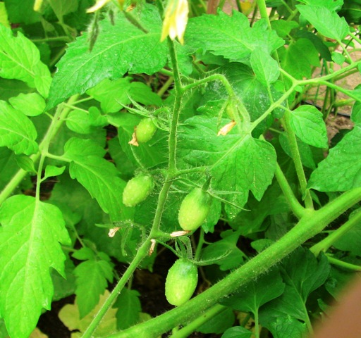 『 【アイコの栽培】ミニ トマト『アイコ』を種から育てる記録 』 について、種から育てた記録を書き記しています。..また、土植えのアイコにはトマトが結実していました。..