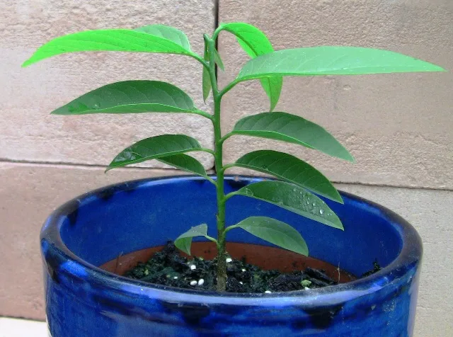 釈迦頭(シャカトウ-バンレイシ)栽培-種から育てる記録 | おうち栽培