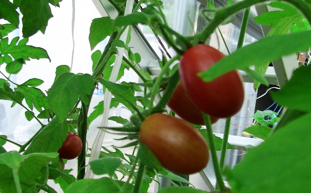 『 【アイコの栽培】ミニ トマト『アイコ』を種から育てる記録 』 について、種から育てた記録を書き記しています。..アイコ初収穫 (7/22)アイコがようやく色づいてきました。..