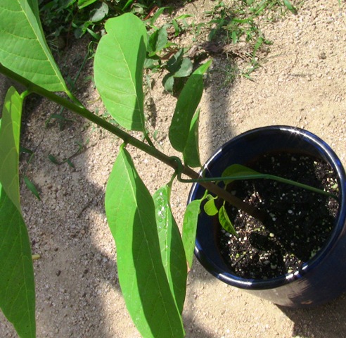 『 釈迦頭(シャカトウ-バンレイシ)栽培-種から育てる記録 』 ..この時に鉢に沿って回っていた根をかなり傷つけて、そこから土中細菌に感染したのかな？とも思われます。..