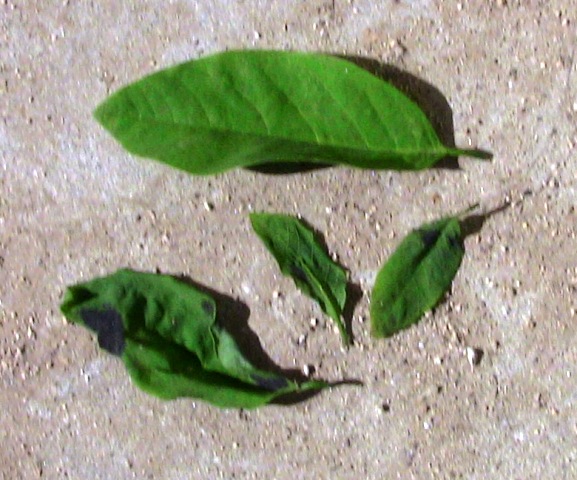 『 釈迦頭(シャカトウ-バンレイシ)栽培-種から育てる記録 』 ..順調に育っていたのですが、釈迦頭の葉に斑点が出るようになり、落葉してしまいました。..
