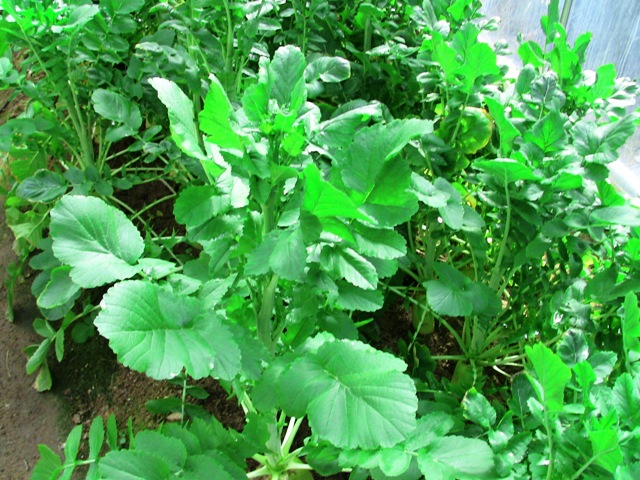 『 釈迦頭(シャカトウ-バンレイシ)栽培-種から育てる記録 』 ..これは菜の花ではありません。大根……..