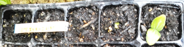 『 始めてズッキーニを種から栽培してみました 』 ..3/29日にズッキーニが発芽です。..