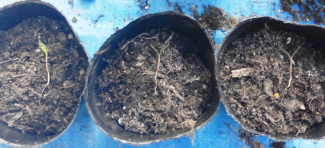 『 ミニ トマト『アイコ』を種から栽培する記録Part2 』 ..土を押しながらアイコを分けると……まだ細い根が育っていないので、簡単にアイコを分けることが出来ました。..