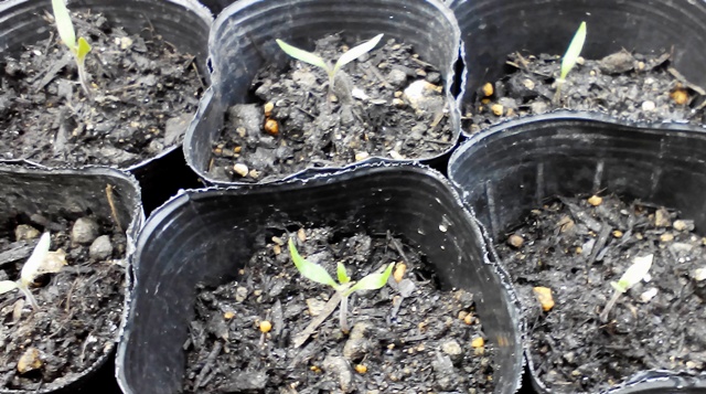 『 ミニ トマト『アイコ』を種から栽培する記録Part2 』 ..アイコを移植してから5日目ですが、順調に根づいたようで本葉らしきものが芽生え始めました。..