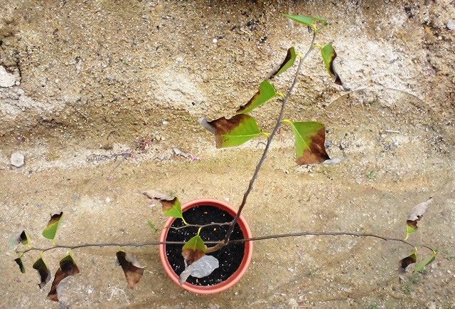 『 釈迦頭(シャカトウ-バンレイシ)栽培-種から育てる記録 』 ..もうすぐ5月ですよね。新緑の季節です。で、カズんちのバンレイシは……..