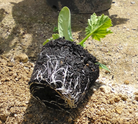 『 始めてズッキーニを種から栽培してみました 』 ..ズッキーニの葉は大きいらしいので３つだけ植えることにします。根の張り具合もよさそうです。..
