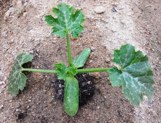 『 始めてズッキーニを種から栽培してみました 』 ..定植してから5日目、ズッキーニの葉が3枚になりました。..