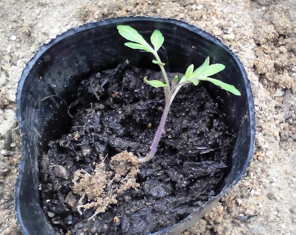 『 ミニ トマト『アイコ』を種から栽培する記録Part2 』 ..これも移植して成長を見守ることにします。..