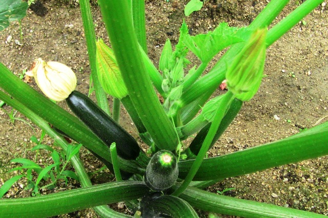 『 始めてズッキーニを種から栽培してみました 』 ..そしてこのズッキーニは明日、めしべ2つとおしべ1つが同時に開花する模様。..
