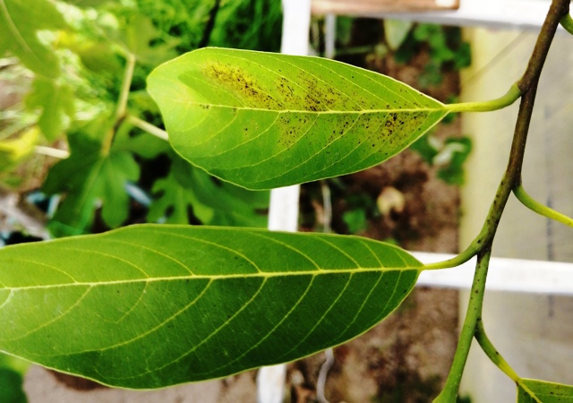 『 釈迦頭(シャカトウ-バンレイシ)栽培-種から育てる記録 』 ..これはやぶ蚊なのか？いくつかの葉が被害に遇いました。..
