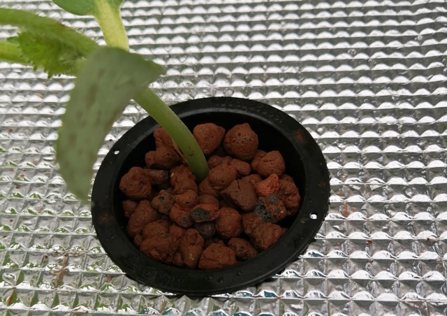 『 メロン栽培は難しい？水耕栽培でメロンを育てる記録 』 ..スポンジにも根が回るので1回だけしか使えないのですね。そこで今年はスポンジの代わりにハイドロコーンを使いました。..