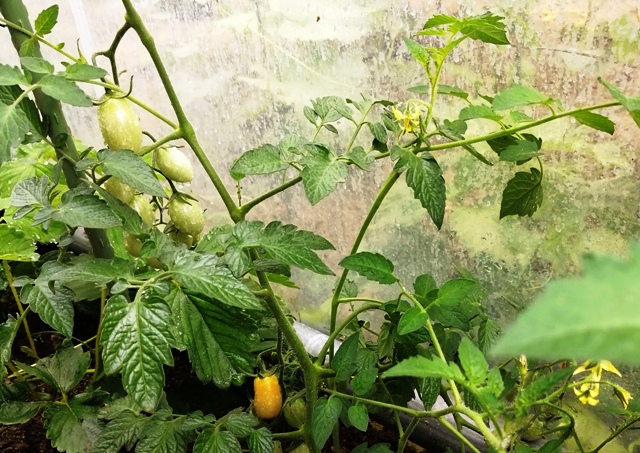 『 ミニ トマト『アイコ』を種から栽培する記録Part2 』 ..水耕栽培用にアイコの苗を購入していたのですが、栽培装置作成に手間取り定植の機会を逸してしまいました。..