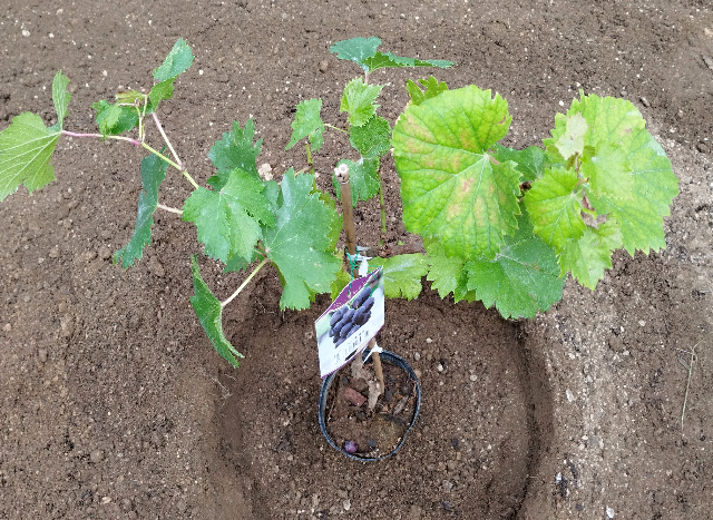 タイトル :『 【ピオーネ収穫までの記録】苗が届きました①』見出し:『 ピオーネの苗が届きました』Keyword:『ピオーネ、栽培、ピオーネ岡山、ピオーネ 時期、ピオーネ 特徴、ピオーネ 皮、ピオーネと巨峰の違い、ピオーネ 種、ピオーネ 値段』画像の説明文 :*ピオーネの苗が届きました*2025年10月初めにずっと前に注文していたピオーネの苗が届きました*根本には1〜2個のぶどうが落ちていたけどこの苗は2年生?