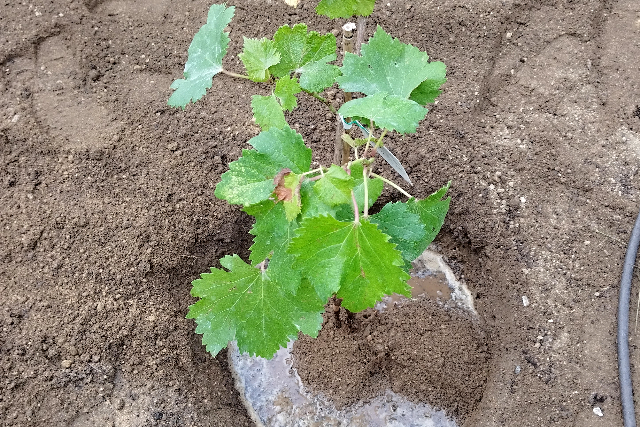 タイトル :『 【ピオーネ収穫までの記録】苗が届きました①』見出し:『 ピオーネの定植』Keyword:『ピオーネ、栽培、ピオーネ岡山、ピオーネ 時期、ピオーネ 特徴、ピオーネ 皮、ピオーネと巨峰の違い、ピオーネ 種、ピオーネ 値段』画像の説明文 :*ピオーネの定植*ピオーネ苗木を注文してから定植予定の畑?(裏庭)を掘り起こし*土壌改良材としてホムセンで売られているバーク堆肥と鶏糞、牛糞を投入、スコップで*混ぜ込みます*苗木が届いたので早速定植開始*直径30cm程の穴を掘り水をたっぷり含ませてから定植です