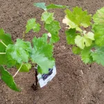 Thumbnail of post image 009