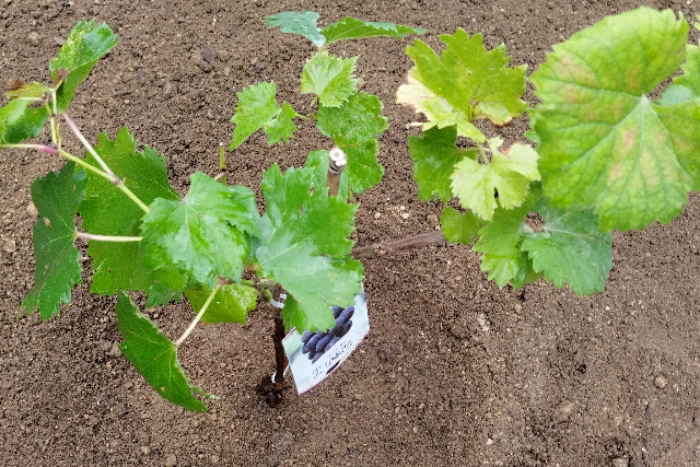 タイトル :『 【ピオーネ収穫までの記録】苗が届きました①』見出し:『 ピオーネの定植』Keyword:『ピオーネ、栽培、ピオーネ岡山、ピオーネ 時期、ピオーネ 特徴、ピオーネ 皮、ピオーネと巨峰の違い、ピオーネ 種、ピオーネ 値段』画像の説明文 :*ピオーネの定植*ピオーネ苗木を注文してから定植予定の畑?(裏庭)を掘り起こし*土壌改良材としてホムセンで売られているバーク堆肥と鶏糞、牛糞を投入、スコップで*混ぜ込みます*土を被せて定植終了