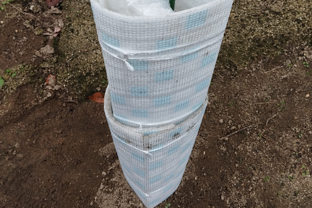 タイトル :『 【家庭_庭栽培・ピオーネ】苗木の定植から収穫までのメモ』見出し:『 防寒対策 12月』Keyword:『ピオーネ、栽培、ピオーネ岡山、ピオーネ 時期、ピオーネ 特徴、家庭、庭、育て方、ピオーネ 皮、ピオーネと巨峰の違い、ピオーネ 種、ピオーネ 値段、家庭菜園』画像の説明文 :*防寒対策 12月*12月になり北風が強く吹きます*本格的な冬が訪れそう....ということでとりあえずはビニールを被せました*ブドウ農家さんによれば「葉を落として休眠期に入り....」とあるので*カズんちのピオーネも休眠期入したのでしょうか？