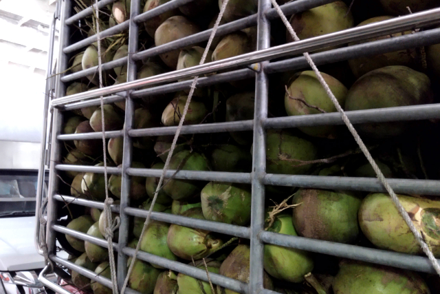 タイトル :『 《サムイ島の行き方》スラートターニーからフェリー乗船』見出し:『 ラジャフェリーターミナル』Keyword:『スラートターニー 空港, スラーターニー,Surat Thani ,鉄道,サムイ島,サムイ島 ホテル,サムイ島 行き方,サムイ島 フェリー,バンコクからサムイ島 フェリー,サムイ島 ベストシーズン,サムイ島 直行便』画像の説明文 :*ラジャフェリーターミナル*ラジャフェリーは大型貨物車が多いように思いました*まぁ、これも旅の醍醐味です*サムイ島には至るところに椰子の木が茂ってココナッツが実っていたのですが*実需を補える程ではなかったようです