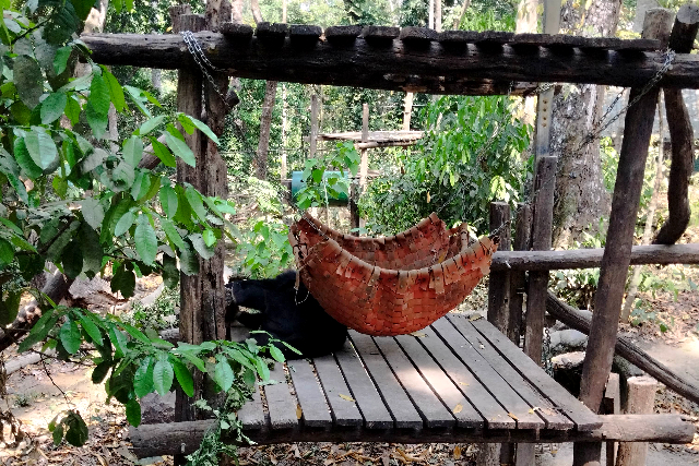 タイトル :『 クアンシーの滝で泳いできました・行き方と料金』見出し:『 野生熊自然保護区』Keyword:『ラオス・ルアンパバーン郊外にあるクアンシーの滝を実際に訪問。泳いで分かった水温や注意点、行き方、入場料・ツアー料金、所要時間を写真付きで詳しく解説。一人旅でも安心です。』画像の説明文 :*野生熊自然保護区*電動カーを降りたところに野生熊の自然保護区があります