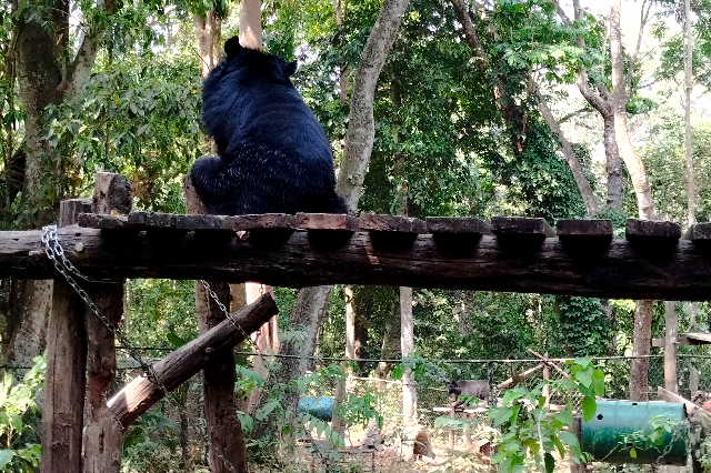 タイトル :『 クアンシーの滝で泳いできました・行き方と料金』見出し:『 野生熊自然保護区』Keyword:『ラオス・ルアンパバーン郊外にあるクアンシーの滝を実際に訪問。泳いで分かった水温や注意点、行き方、入場料・ツアー料金、所要時間を写真付きで詳しく解説。一人旅でも安心です。』画像の説明文 :*野生熊自然保護区*観光客が多いので完全無視ですね
