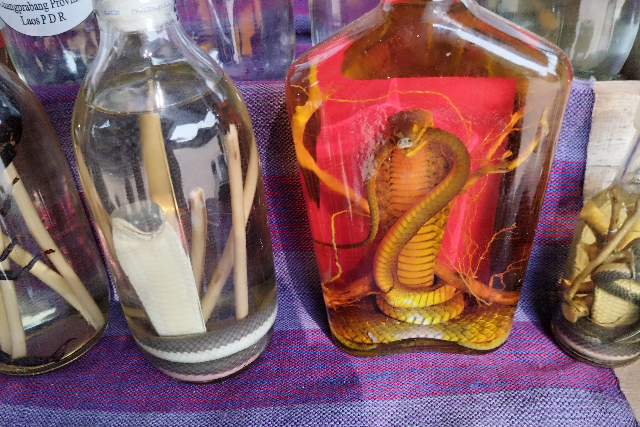 Title:『 コブラ焼酎・サソリ焼酎について』画像説明 :*コブラ焼酎・サソリ焼酎について*コブラやサソリが瓶に入った焼酎です