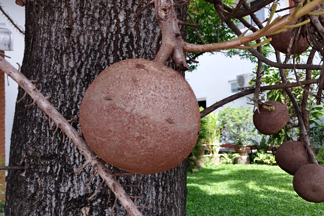 Title:『 不思議な樹木 キャノンボールツリー』画像説明 :*不思議な樹木 キャノンボールツリー*この木は「キャノンボールツリー」と呼ばれ、*実の形が大砲の弾（キャノンボール）に似ていることが名前の由来だそうです*この丸い実を実際触ってみるととても硬くてそれなりの重さを感じます