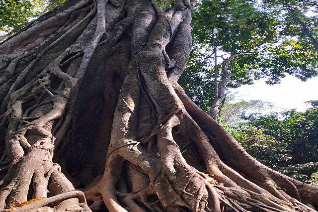タイトル :『 クアンシーの滝で泳いできました・行き方と料金』見出し:『 到着直後の第一印象と見どころ』Keyword:『ラオス・ルアンパバーン郊外にあるクアンシーの滝を実際に訪問。泳いで分かった水温や注意点、行き方、入場料・ツアー料金、所要時間を写真付きで詳しく解説。一人旅でも安心です。』画像の説明文 :*到着直後の第一印象と見どころ*入場後すぐにあるのが熊の自然保護区。鉄柵でしっかり囲われているため危険はなく、のんびりと過ごす熊を間近で見ながら滝へ向かいます。この導線...他の滝観光にはない特徴だなと感じます*実際に歩いてみると、画像で見ていた以上に滝壺の数が多く、敷地が広大。途中にはとても大きな木が何本もあり、歩くだけで軽いトレッキング気分になります。水音と森の匂いに包まれ、「完全に森林浴している感覚」がとても印象的でした。*正直、訪問前はそこまで期待していなかったのですが、結果的には行って本当によかったと思える場所でした。